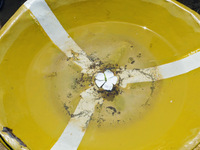 ウガンダ１１jpg